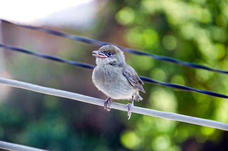 Close up of small sparrow in springの写真素材