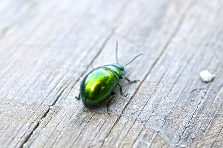 Background of close up of Green beetleの写真素材