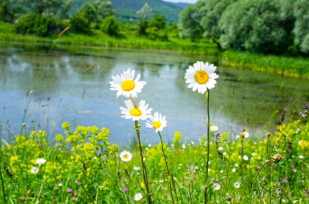 Close up of chamonile over pondの写真素材