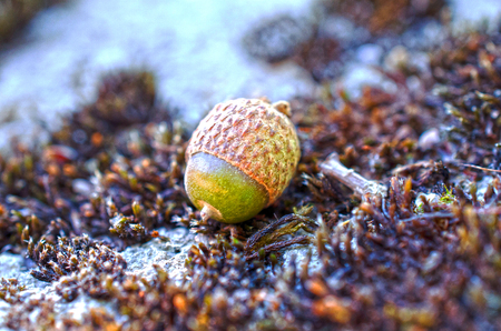 Close up of acorn in the wood in autumnの写真素材