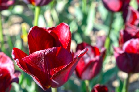 Background of flowers- tulips in summerの写真素材