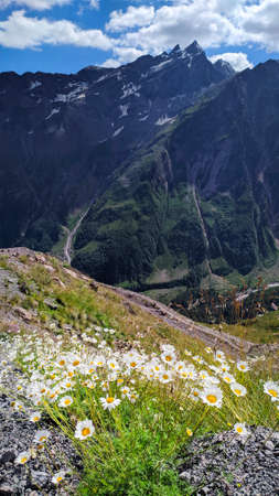 Close-up of flowers over background of high glacial mountain. Landscape of the Caucasus mountains on a summer day, Elbrus regionの写真素材