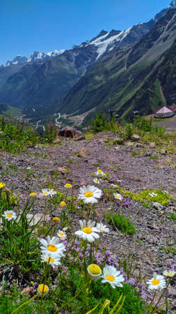 Close-up of flowers over background of high glacial mountain. Landscape of the Caucasus mountains on...