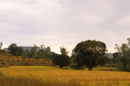 Rice field and tree in the morning