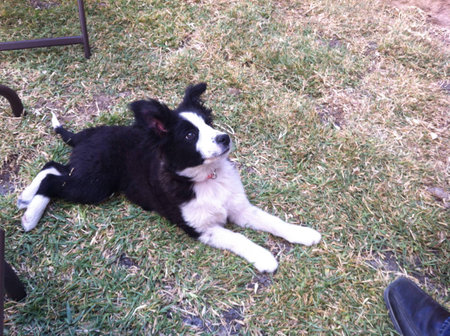 Baby border collie looking at ownerの素材