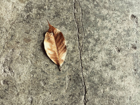 dried leaf was put on old and grunge surface cement ground floor in abstract design,art style,の写真素材