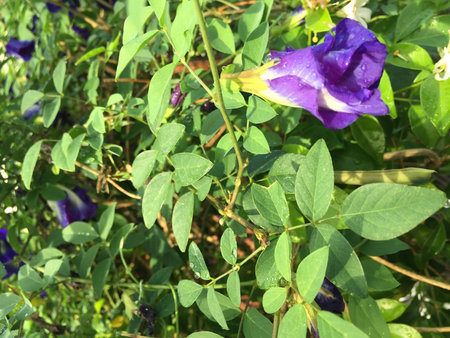 purple flower on the tree with green leaves in abstract design,blurry style.の写真素材