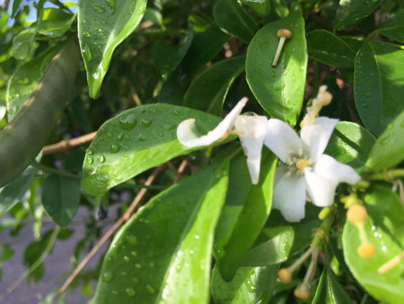 white flower beside green leaves,water drop on green leaves,blurry light design.の写真素材