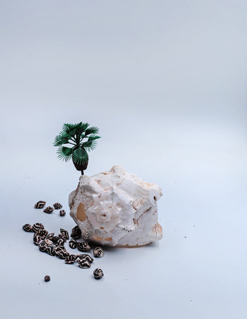 the miniature palm tree on big seashell,plenty of small seashell on white ground floor.の写真素材