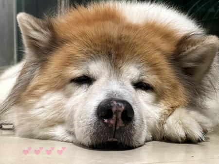 Alaskan Malamute (Akita Inu) lying on the floorの写真素材