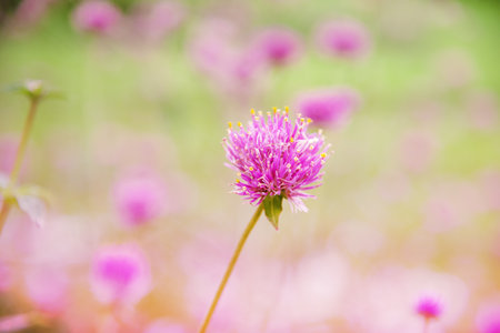 Closeup Pink flower at the middle of background,blurry light design background
