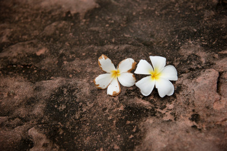 Closeup two flowers put on grunge surface ground floor,the White Plumeria flower,beauty by natureの写真素材