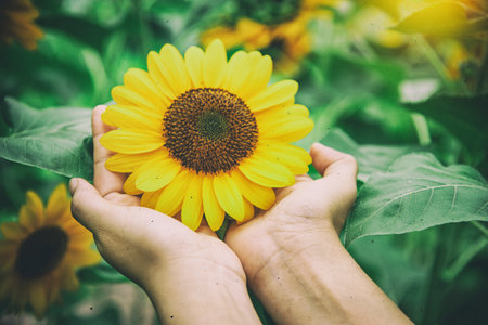 The abstract art design background of big sunflower in hands,vintage and art tone,blurry light...