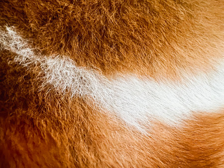 Dog fur background,white and brown soft texture,beautiful wool.