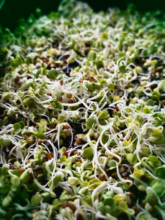 Many Baby herb plants,Micro green vegetable in tray,raw food ,Blurry lignt around.