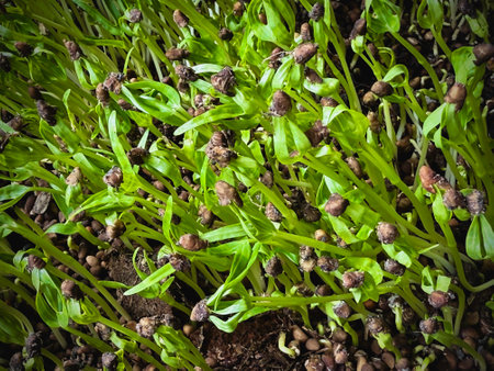 Fresh green leaves of Microgreen plant  plenty on ground,superfood,healthy ingredient for cooking.の写真素材