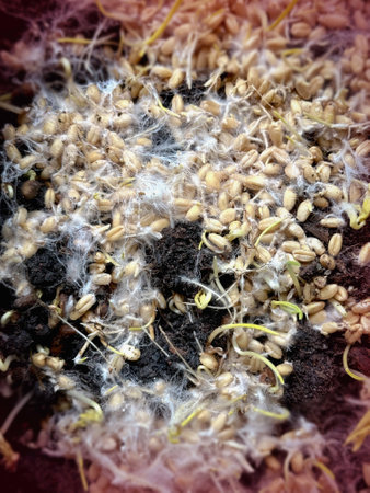 The sprouted grains with mycelium,white thread liked structure cover around wheat plant,healthy fungal growing,superfood.の写真素材