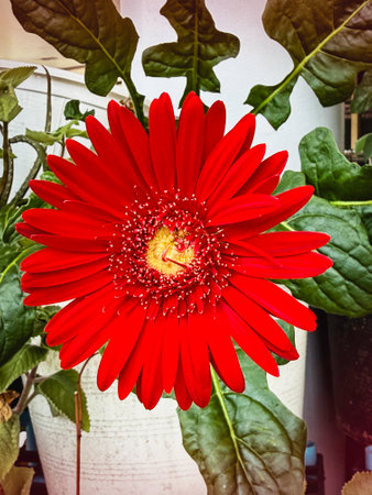 Gerberra with yellow pollen and red petals,beautiful flower,fresh natureの写真素材