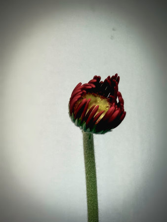 In selective focus of Gerberra bud with yellow pollen and red petals,beautiful flower,fresh natureの写真素材