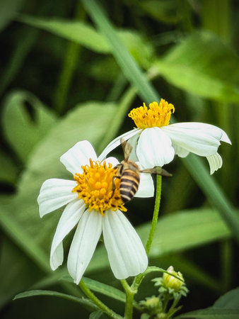 Biden Pilosa flower with white petals cover yellow pollen.The worker bee is  fly arround for pollinating,in garden.の写真素材