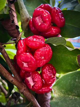 Bunch of Rose Apple on the tree,tropical fruit,Bell shaped with a crisp,refreshing and mild sweet taste,green leavesの写真素材