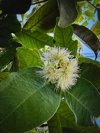 Rose apple flower blooming on tree,prepared to change into fruit.beautiful natureの写真素材
