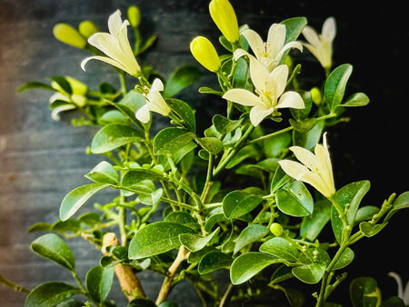 The Marraya paniculata or Orange Jassamine,with little petals and green leaves,aroma fragrance...