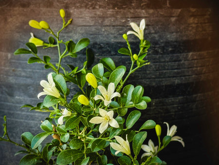 The Marraya paniculata or Orange Jassamine,with little petals and green leaves,aroma fragrance flowerの写真素材