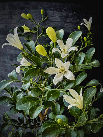 Beautiful Marraya paniculata or Orange Jassamine,with little petals and green leaves,aroma fragrance...