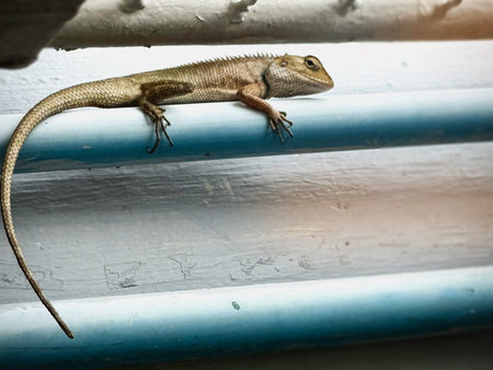 external morphology of Garden lizard. skin is covered with scales,clawed toes,thing shank,cling on...