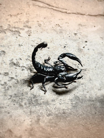 The Asian giant scorpion.black hard shell .Heterometrus species,showing body and structure on ground...