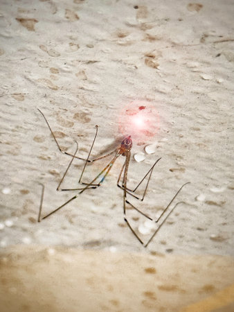 Cellar spider cover with light cobweb,hanging and hiding on wall at home.Long-Legged.Pholcidae...