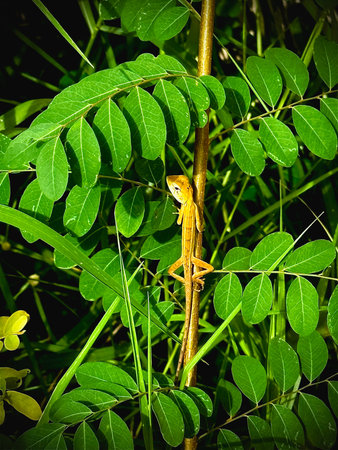 Back side of garden lizard clinging to a branch, reptile species. Long tail. Plenty of green leaves...