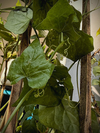 The Ivy Gourd or Scarlet Gourd.Tropical vine,green leaf.Local vegatable for cooking,fresh food,good...