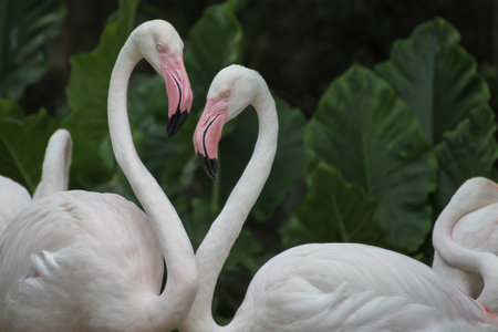 Flamingo Heartの写真素材
