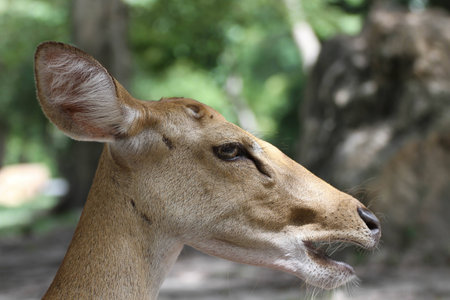 Antelope Talkの写真素材