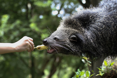 Some body give a banana to Binturong の写真素材