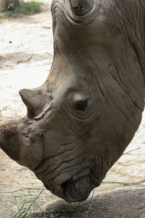 Rhinoceros Head rightの写真素材