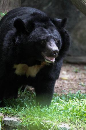 Asiatic Black Bearの写真素材