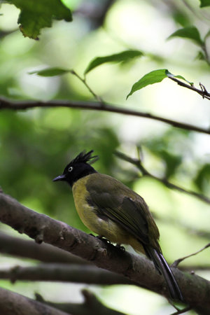 Black-crested Bulbul4の写真素材