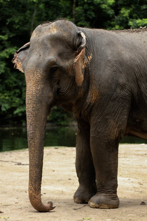 Elephants2の写真素材