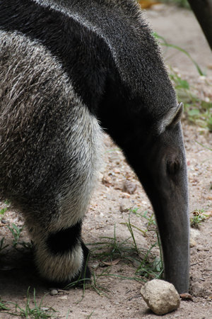Giant anteaterの写真素材