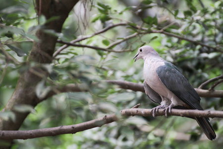 Imperial Pigeon3の写真素材