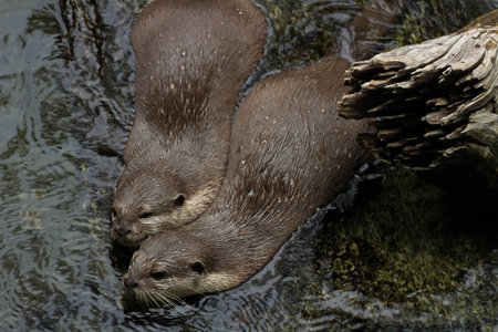 Oriental Small-clawed Otter2の写真素材