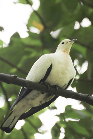 Pied Imperial Pigeonの写真素材