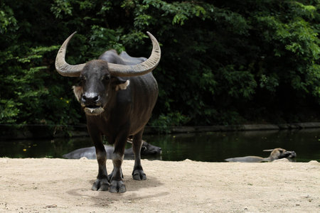 water Buffalo4の写真素材