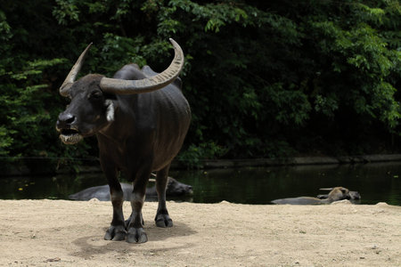 water Buffalo5の写真素材