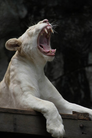 white lion yawn3の写真素材