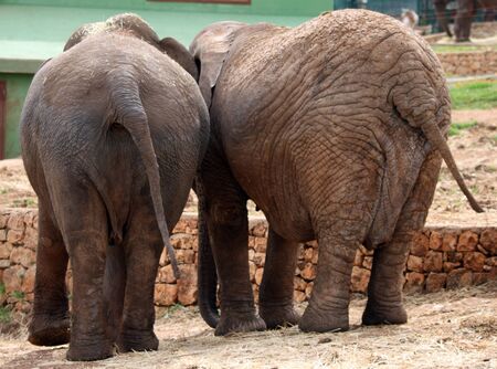 Couple of Elephantsの写真素材