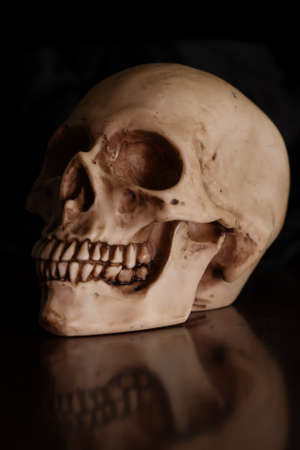 human skullの写真素材